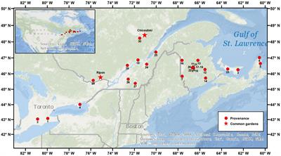 Plasticity plays a dominant role in regulating the phenological variations of sugar maple populations in Canada